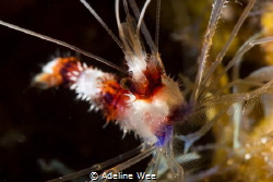 Coral Banded Shrimp by Adeline Wee 
